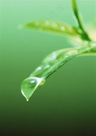 绿色叶子一滴水图片素材
