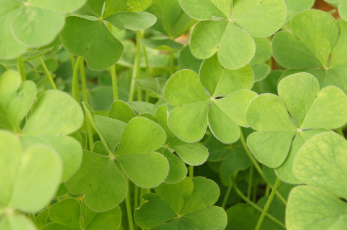 高清清新四叶草图片下载