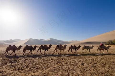 沙漠驼队图片