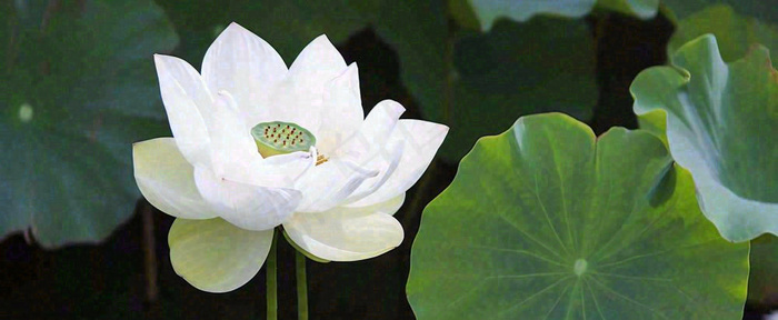 夏天白荷花荷花池，处暑小暑大暑夏至立夏摄影图(1712x704)