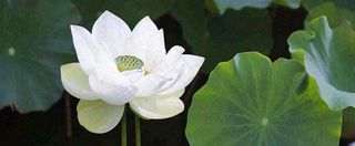 夏天白荷花荷花池，处暑小暑大暑夏至立夏摄影图