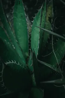 芦荟图片欣赏 芦荟图片欣赏