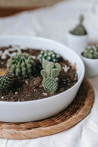 绿色仙人掌仙人球摄影素材