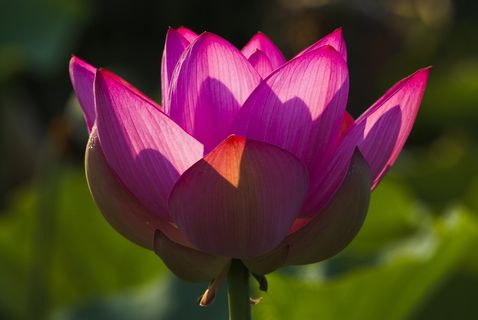 莲花花朵特写图片 莲花花朵特写图片