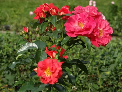 花园盛开红色玫瑰花图片 花园盛开红色玫瑰花图片