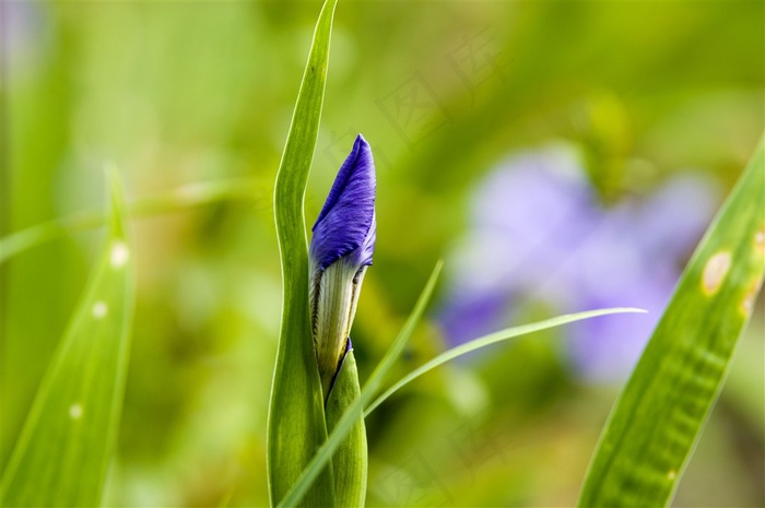 紫色鸢尾花鲜花高清图片