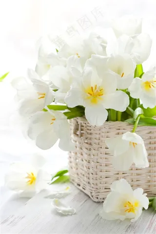 白色郁金香模版