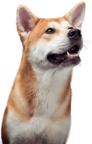 免扣素材实物狗狗摄影