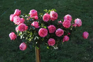 花园玫瑰花图片