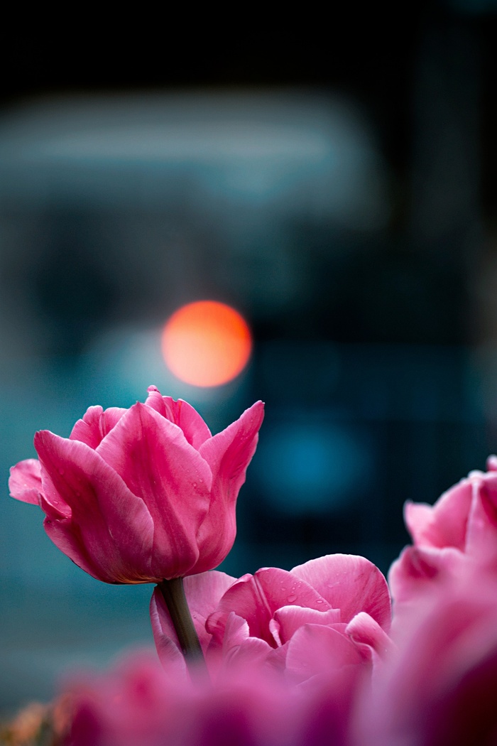 郁金香, 花, 春天, 植