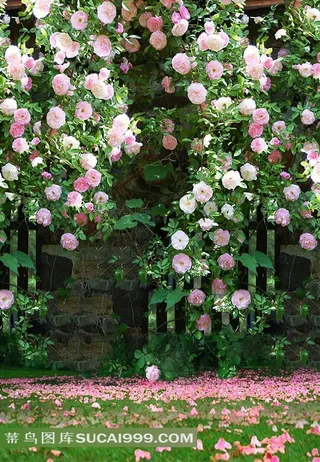 蔷薇花花园摄影背景图片