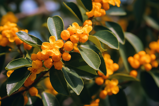 金桂树枝摄影图 