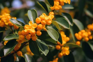 金桂树枝摄影图 