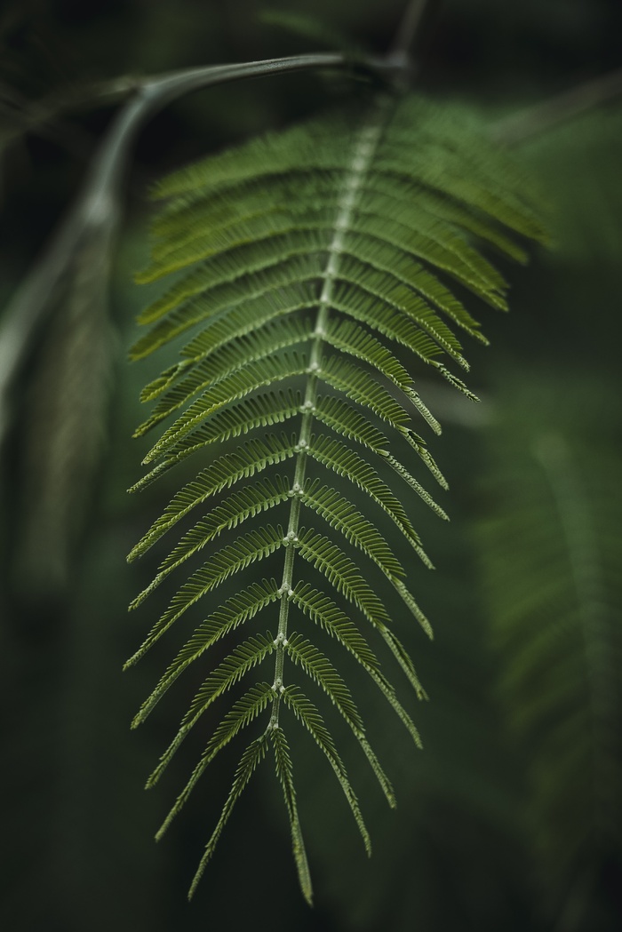 绿色叶子 蕨类 树叶 叶子 植物 自然 绿色 植物群 