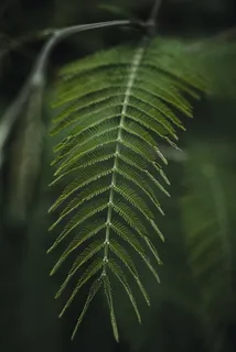 绿色叶子 蕨类 树叶 叶子 植物 自然 绿色 植物群  绿色叶子 蕨类 树叶 叶子 植物 自然 绿色 植物群