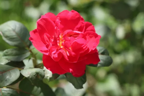 后花园的玫瑰 后花园的玫瑰