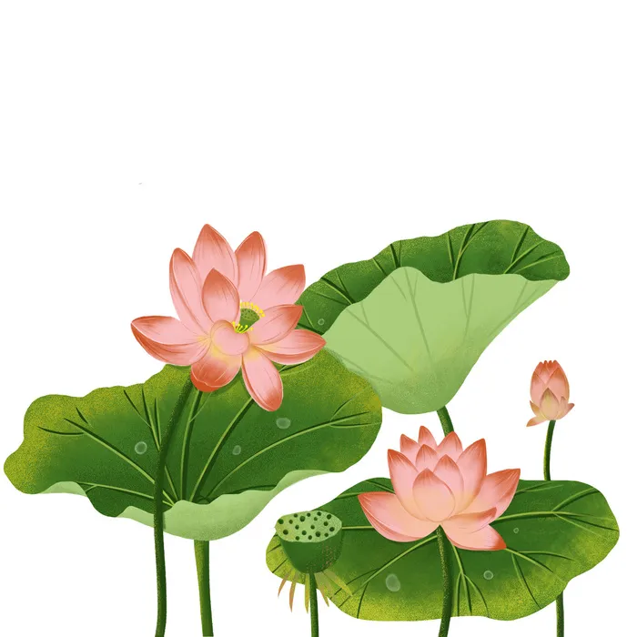国潮中国风手绘荷花莲花荷叶莲藕植物花卉装饰插画PSD设计素材