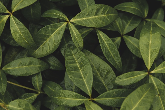自然叶子树叶植物绿化