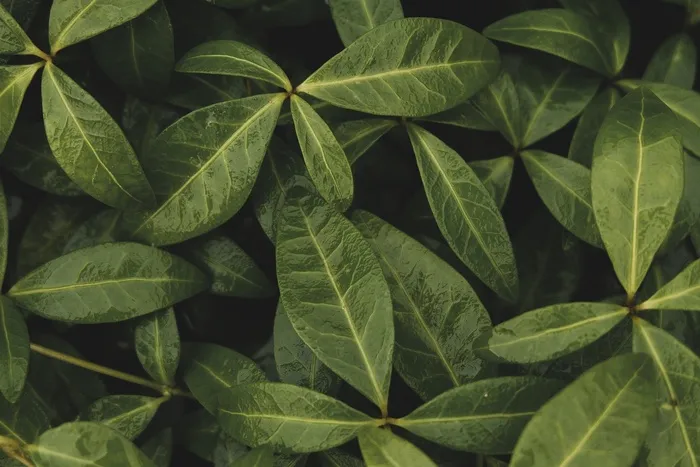 自然叶子树叶植物绿化