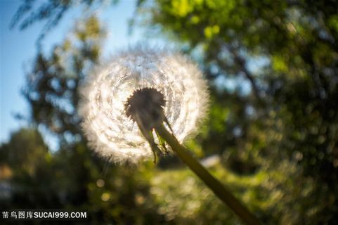 蒲公英高清图片
