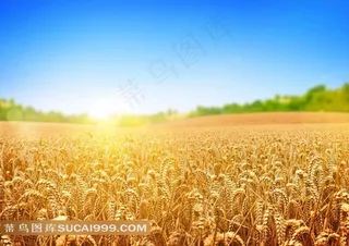金色麦田田园风光图片