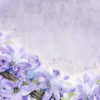 唯美紫色百合花图片 唯美紫色百合花图片