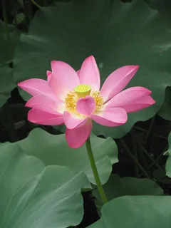 粉色荷花图片下载 粉色荷花图片下载