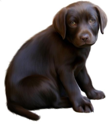 拉布拉多犬 PNG免抠(526x600)