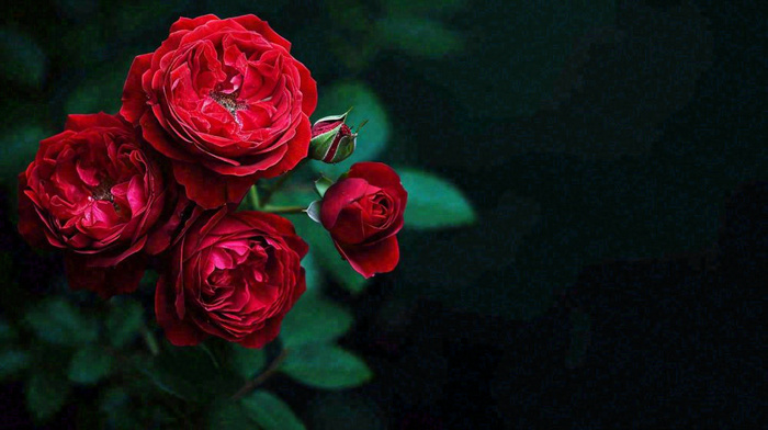 红玫瑰鲜花艳丽，花朵暗黑摄影图(1456x816)
