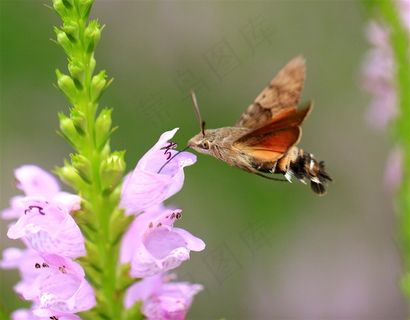 昆虫蜂鸟鹰蛾摄影图片