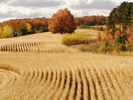 秋天的田地 秋天的田地