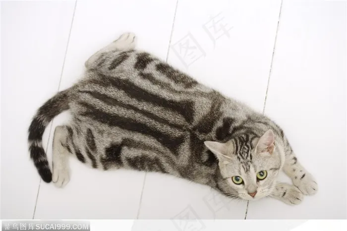 可爱猫咪-凝望的猫咪
