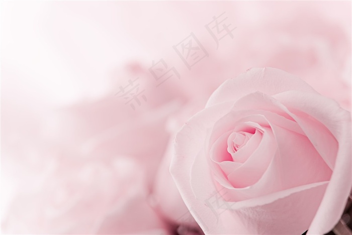 唯美粉红色玫瑰花摄影高清图片