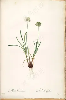 高清花草图谱 高清花草图谱