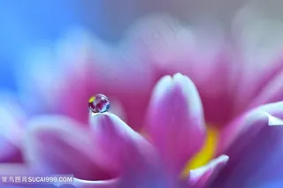 唯美高清露珠鲜花图片