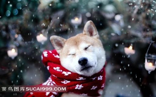 雪天中带着围巾的狗