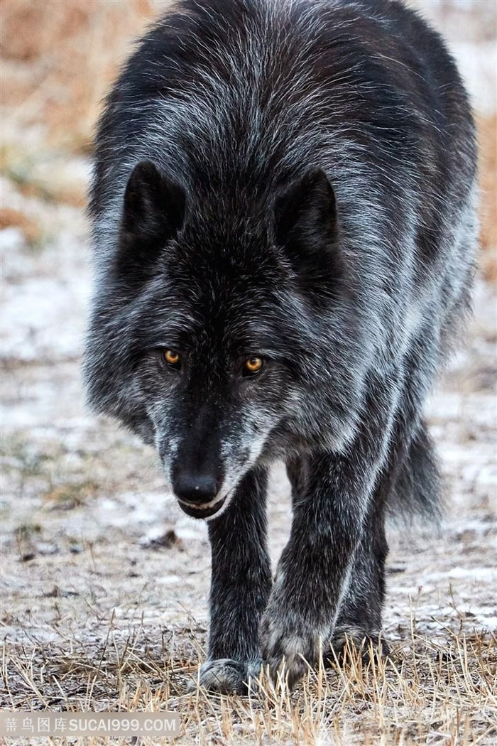 高清行走的黑狼图片