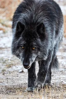 高清行走的黑狼图片 高清行走的黑狼图片