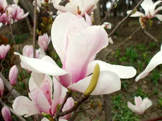 白玉兰花图片下载