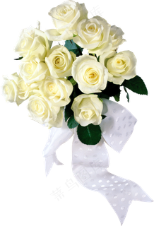 白玫瑰  