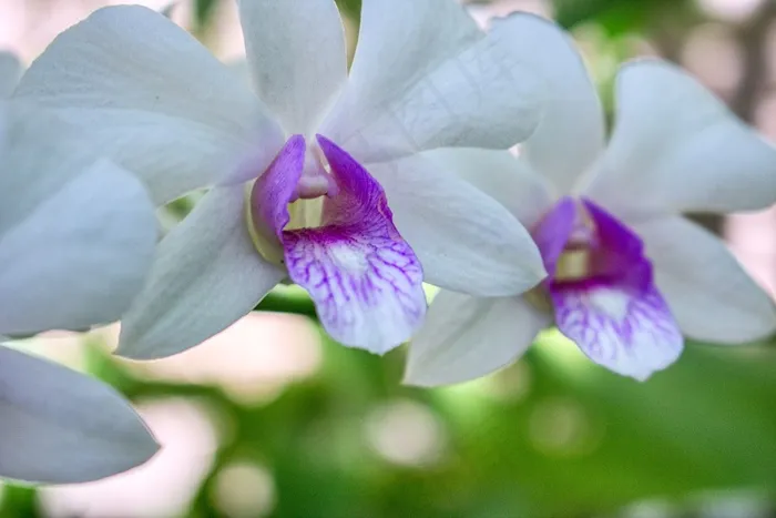 白色蝴蝶兰特写图片