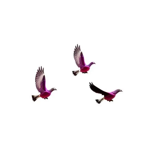 鸽子鸟免抠(2048x2048)