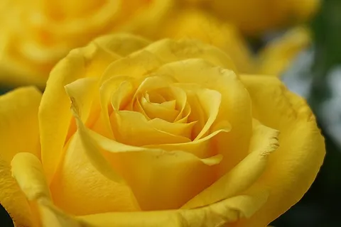 黄玫瑰玫瑰花花瓣黄花花园 黄玫瑰玫瑰花花瓣黄花花园