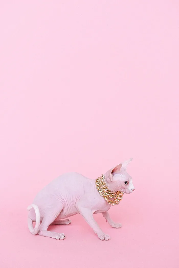 可爱猫咪猫猫摄影素材