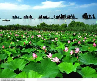 出水芙蓉-一望无际的荷花塘