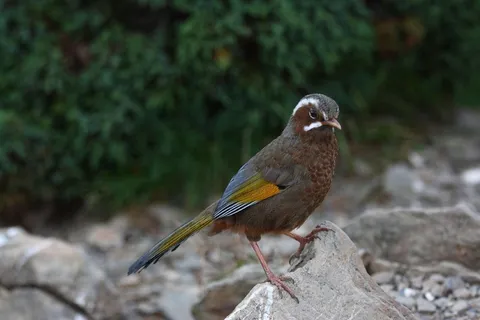 画眉鸟图片 画眉鸟图片