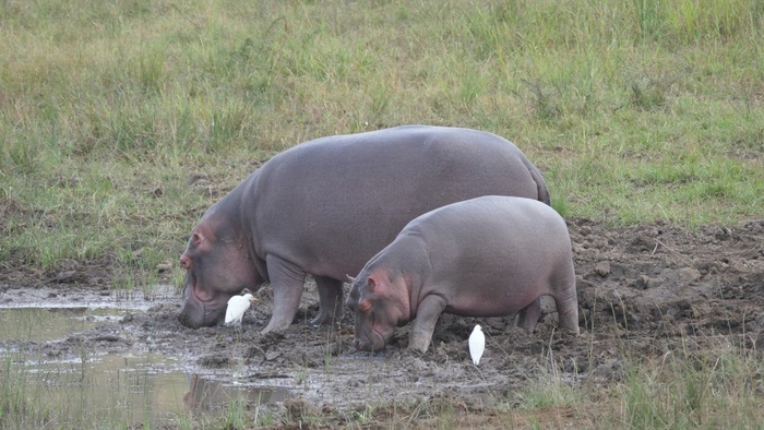 吃在水池附近的母亲和小河马