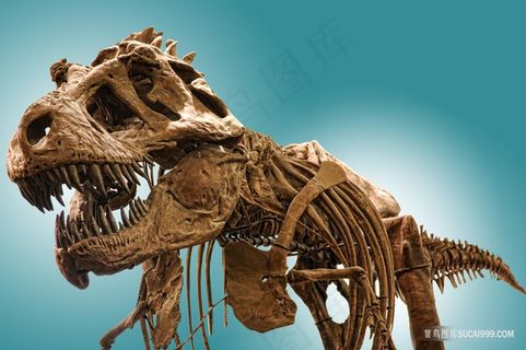 各种恐龙霸王龙骨骼高清高分辨率喷绘打印素材原图画