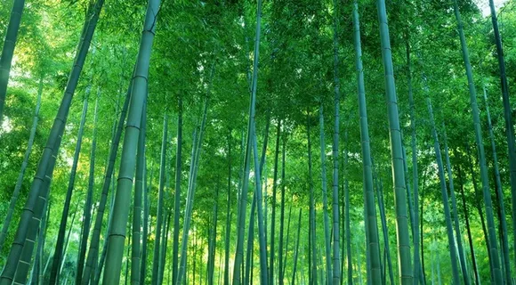 唯美清新竹子竹林风景图片 唯美清新竹子竹林风景图片