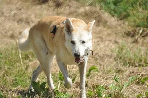 漂亮的中华田园犬 漂亮的中华田园犬